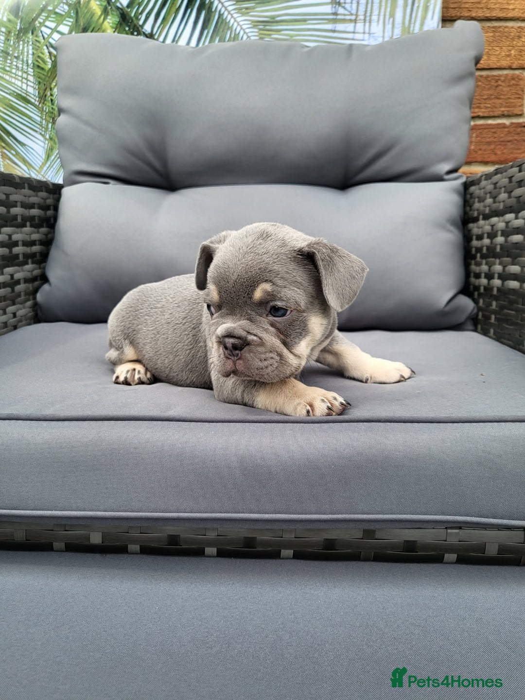 French Bulldog dogs for sale: KC Registered Frenchies ONLY 3 LEFT - Image 4
