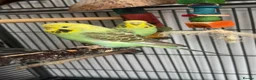 Budgerigars birds for sale: Female budgie - Advert 2