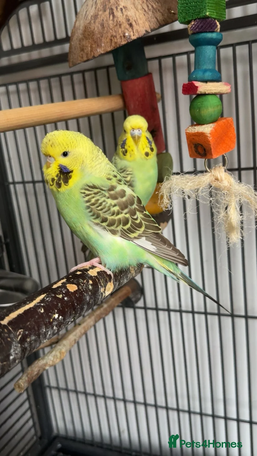 Budgerigars birds for sale: Female budgie - Advert 2