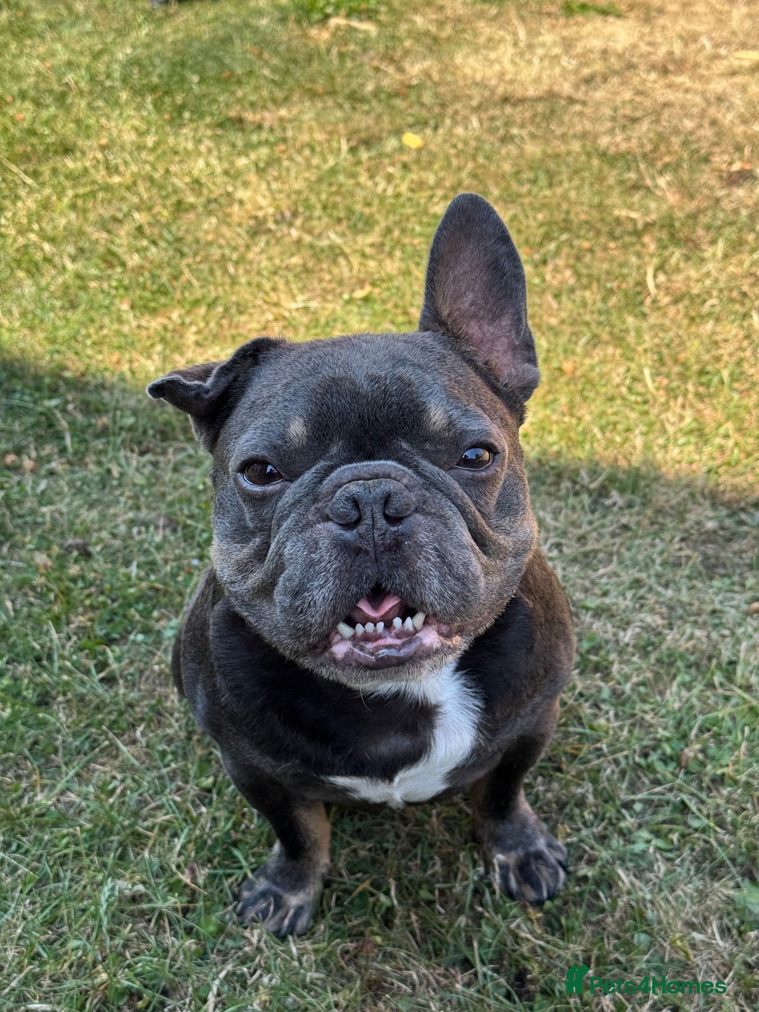 French Bulldog dogs 6 year old Stitch - Advert 2