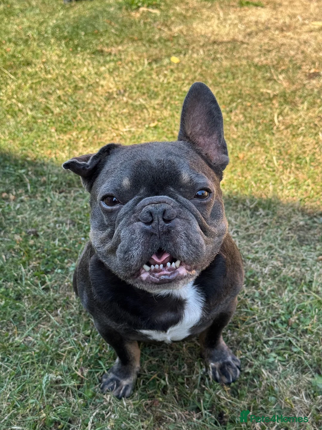 French Bulldog dogs for sale: 6 year old Stitch - Advert 1