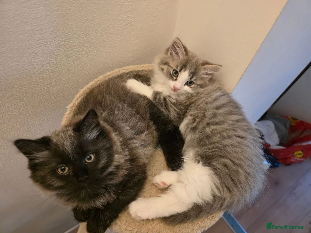Mixed Breed cats for sale: British longhair mix kittens 2 boys in High Wycombe - Advert 1