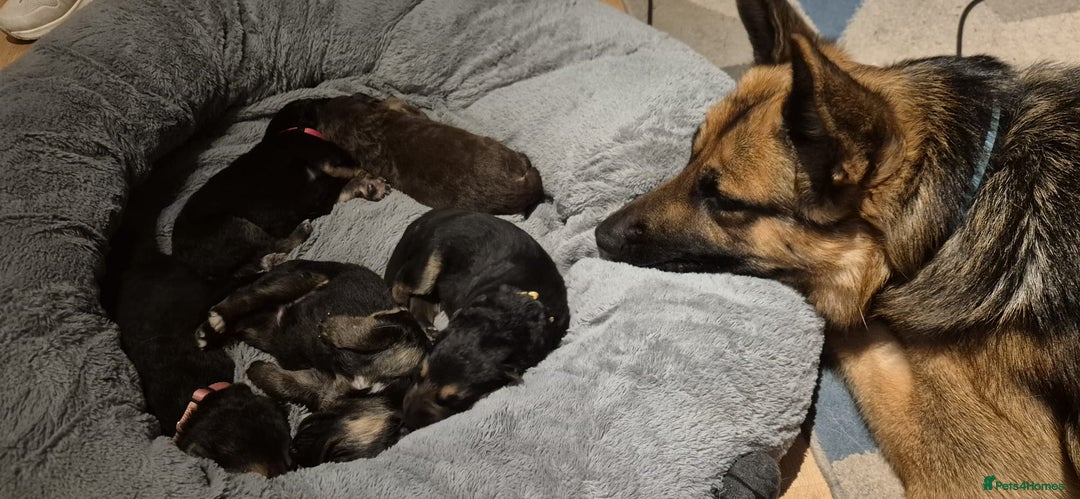 German Shepherd dogs for sale: German Shephard Puppy Female - Advert 3
