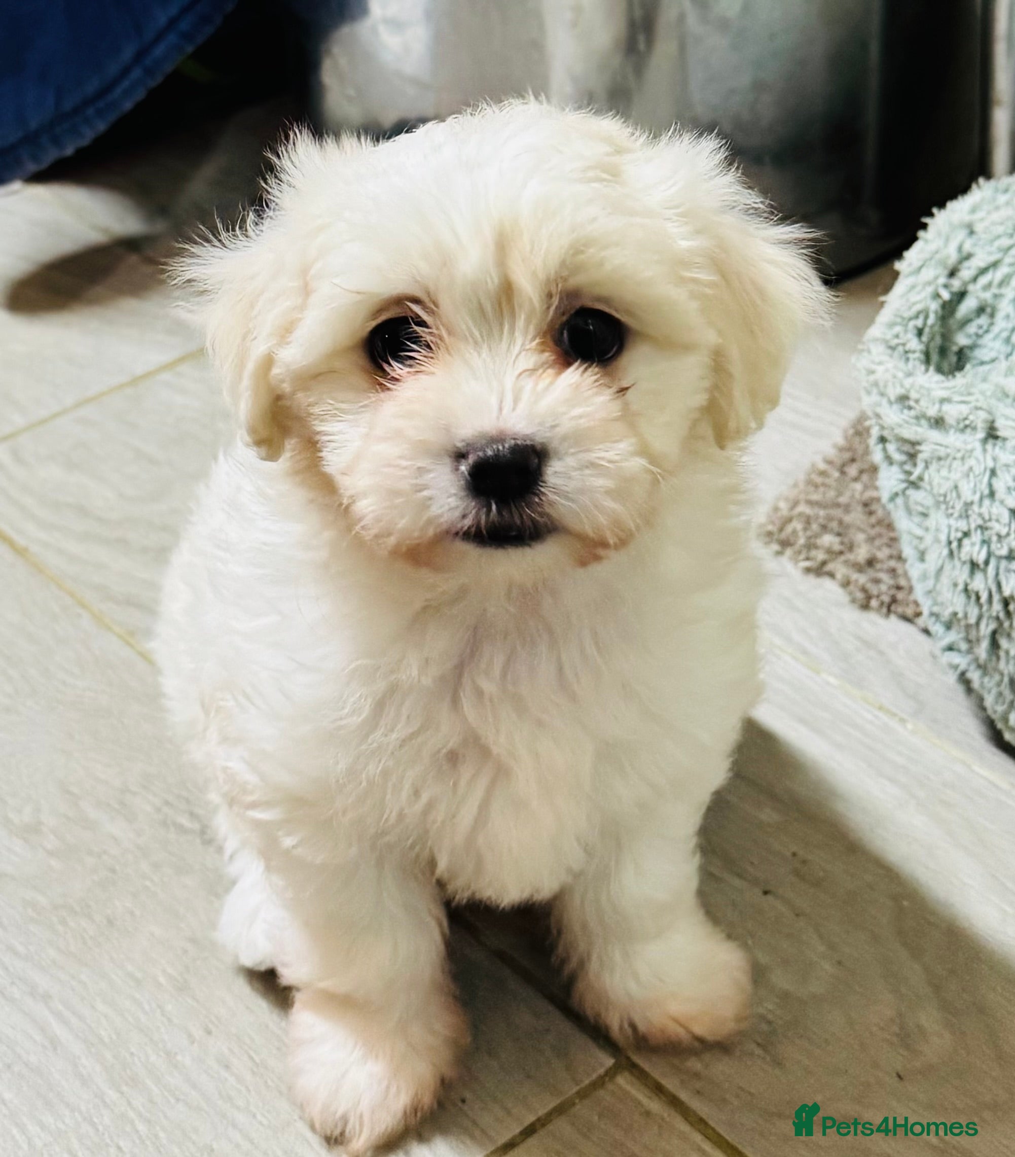 Maltese dogs Bichon Maltese puppies - Advert 1