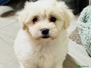 Maltese dogs Bichon Maltese puppies - Advert 1