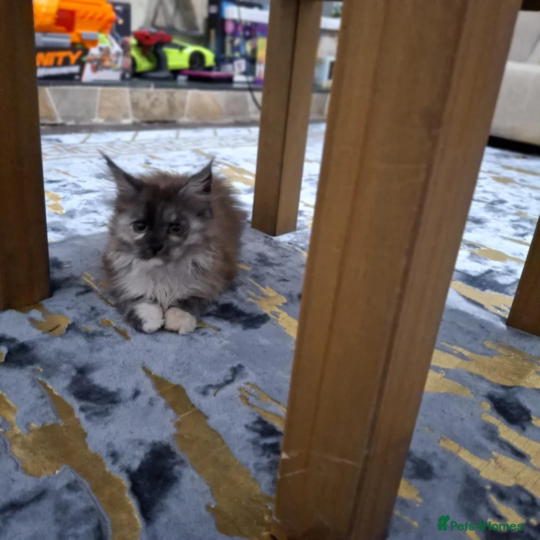 Maine Coon cats for sale: Beautiful Black Smoke Maine Coon Kitten  - Advert 4