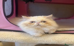 Persian cats for sale: 💗5 Boys and 3 Girl 💗 - Image 13