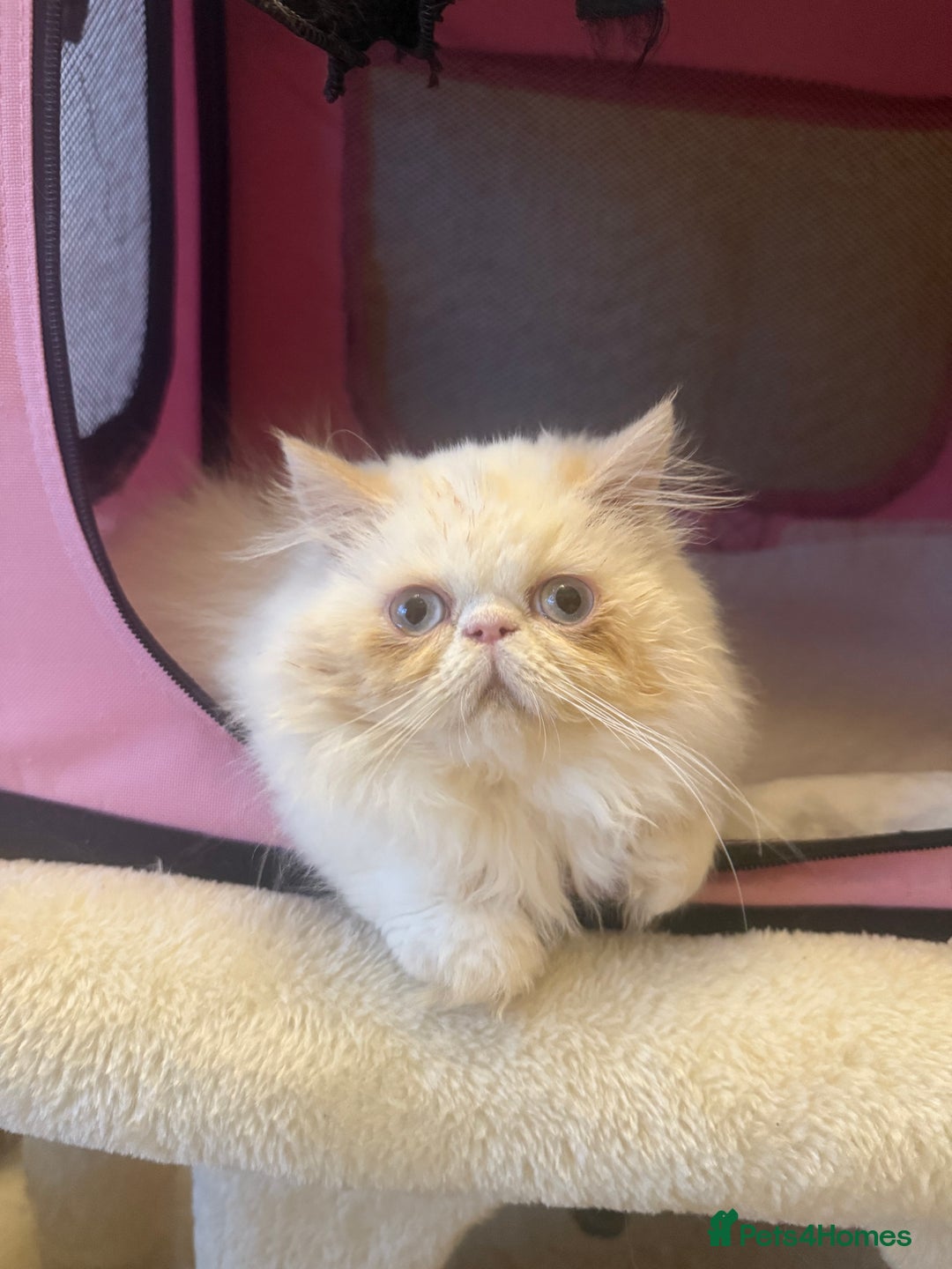 Persian cats for sale: 💗5 Boys and 3 Girl 💗 - Image 13