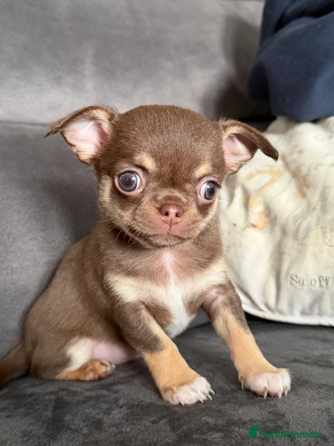 Chihuahua dogs for sale: Kennel club registered smoothcoat  - Advert 1