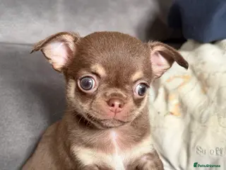 Chihuahua dogs Kennel club registered smoothcoat - Advert 8