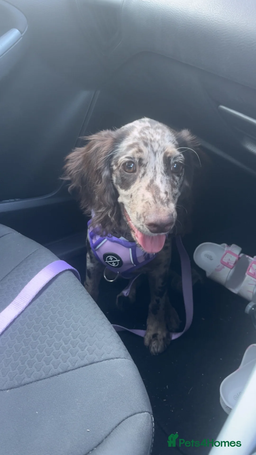 Sprocker dogs for sale: Sprocker spaniel  in Stourport-on-Severn - Advert 3