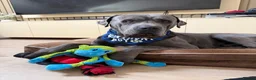 Cane Corso dogs for adoption: Rehoming my beautiful Grey Cane Corso Max  in Broxbourne - Advert 3