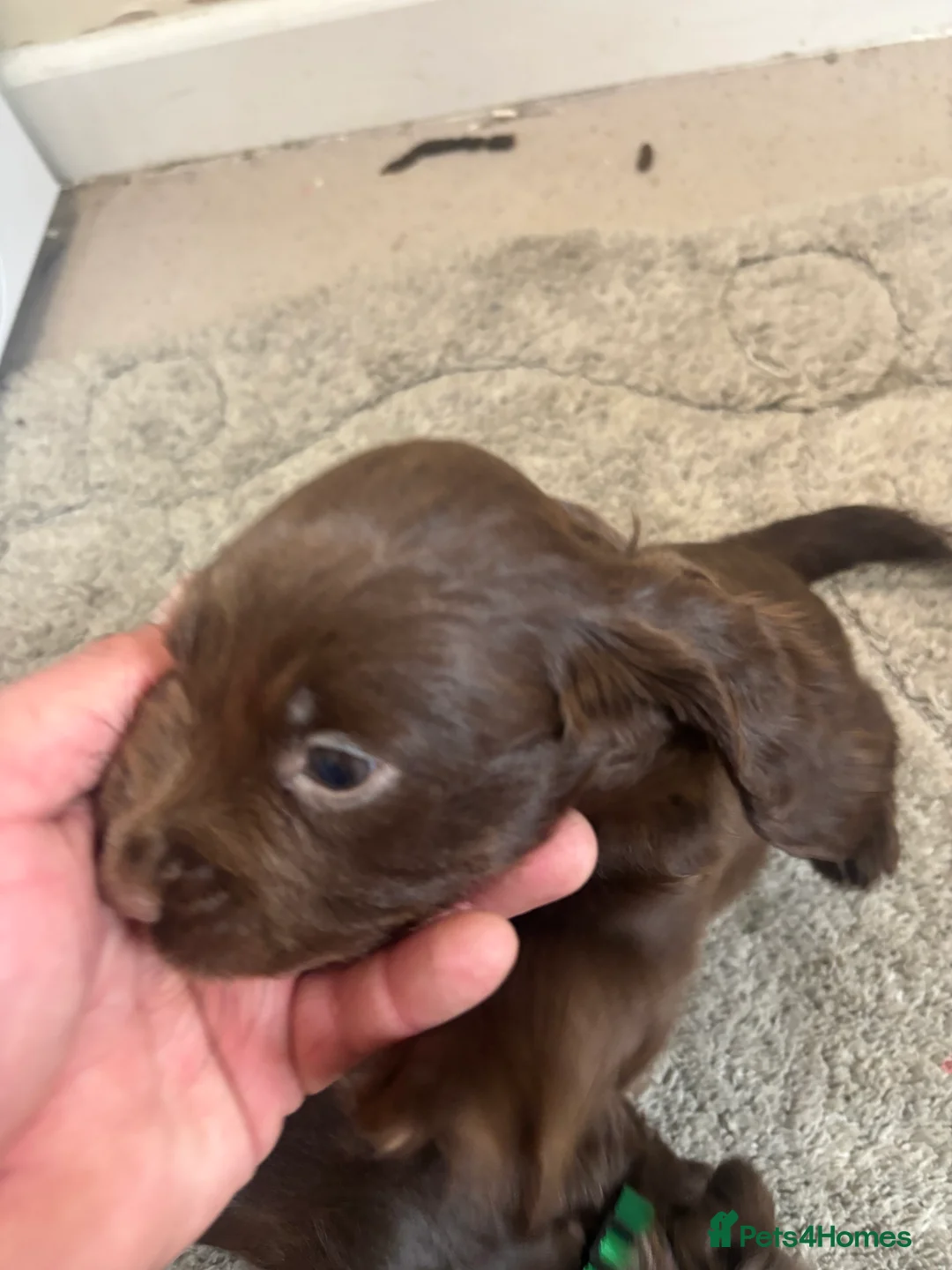 Cocker Spaniel dogs for sale: Cocker spaniel puppies  - Advert 11