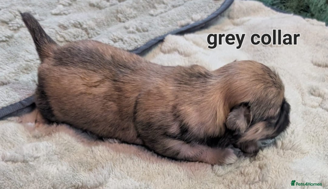 Lhasa Apso dogs for sale: Beautiful Boy Lhasa apsos for sale. - Advert 5