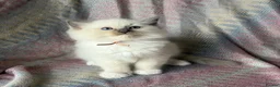 Ragdoll cats for sale: Ragdoll kittens looking for their forever home 💗 - Advert 15