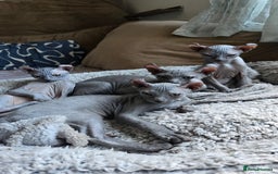 Sphynx cats for sale: Elf Sphynx Kittens  - Image 32