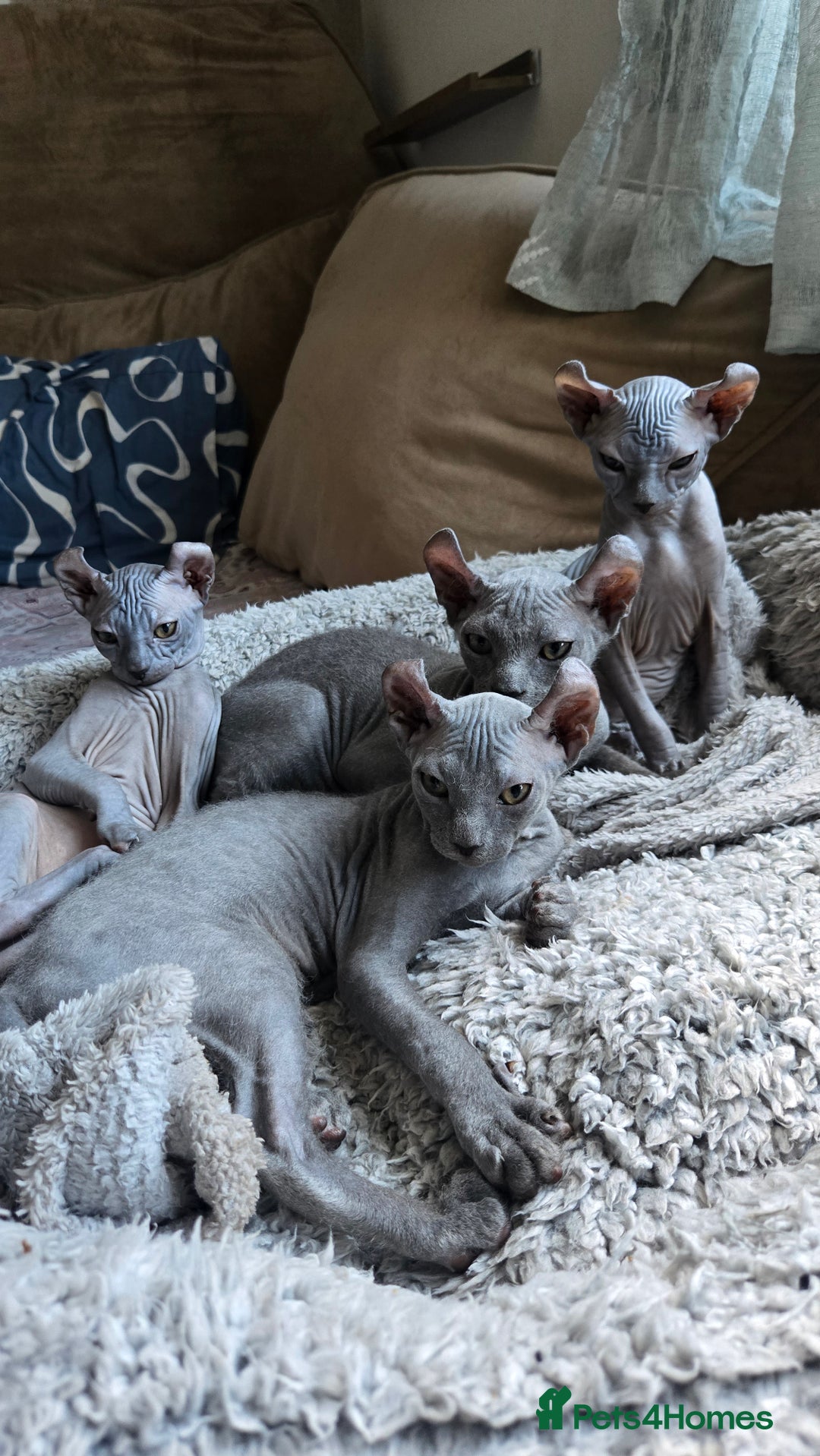 Sphynx cats for sale: Elf Sphynx Kittens  - Image 32