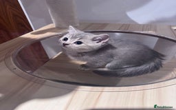 British Shorthair cats for sale: Reduced price! 1 BSH pedigree ready to leave now - Image 10