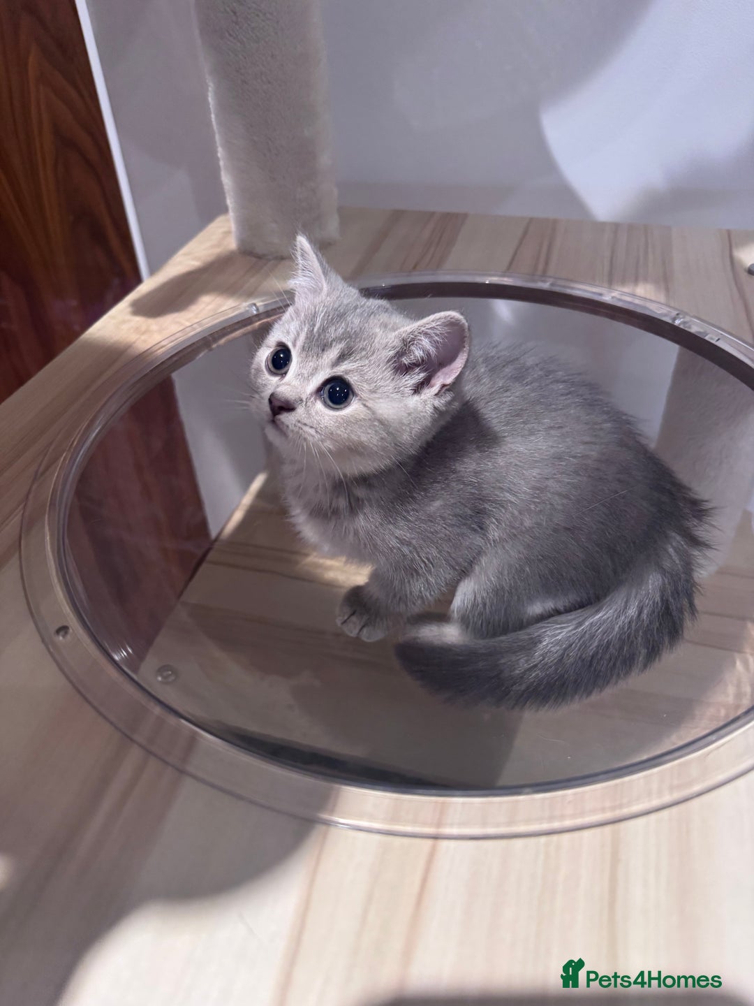 British Shorthair cats for sale: Reduced price! 1 BSH pedigree ready to leave now - Image 10