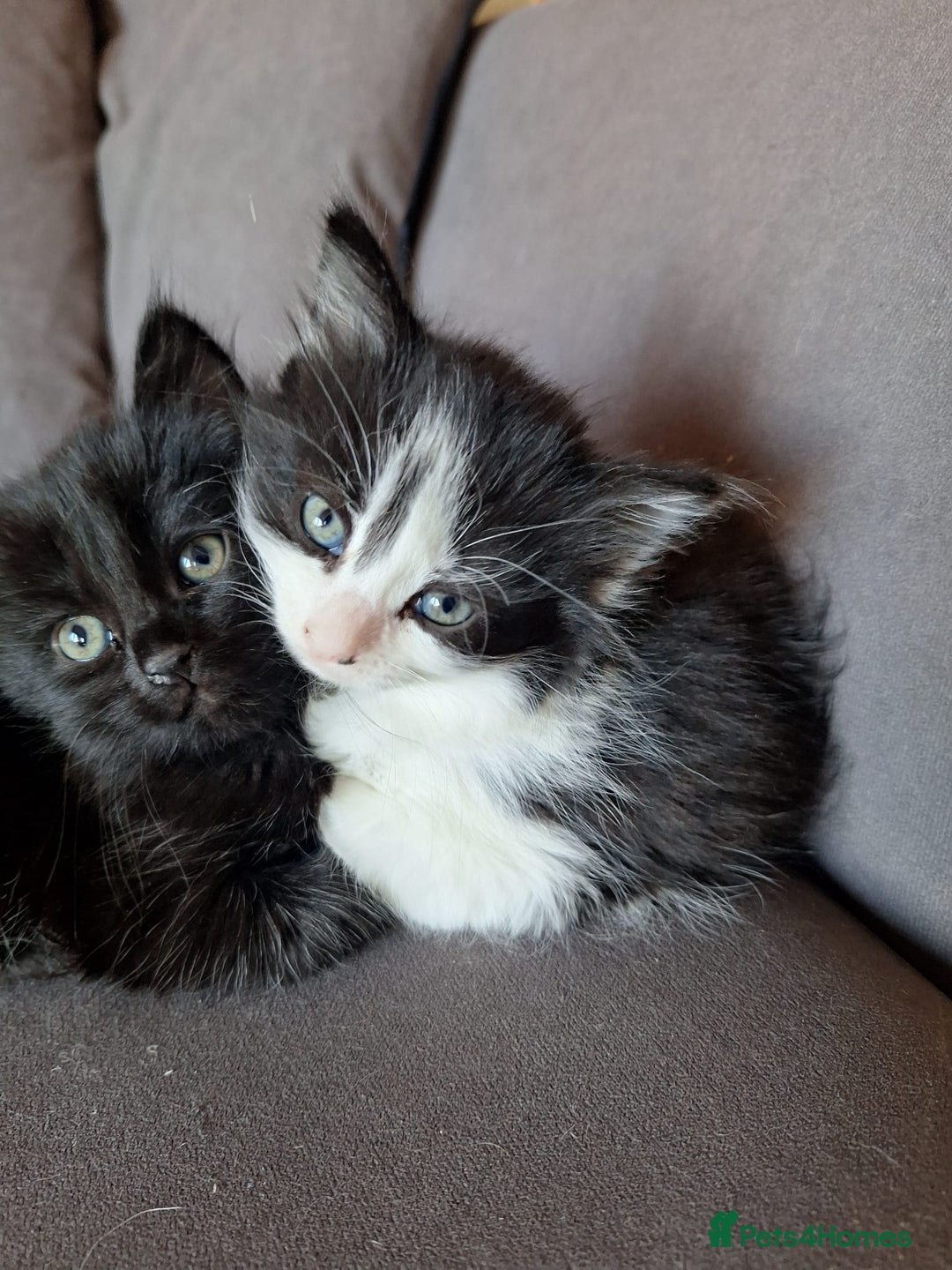 Mixed Breed cats for sale: Two fluff ball girls - Advert 6