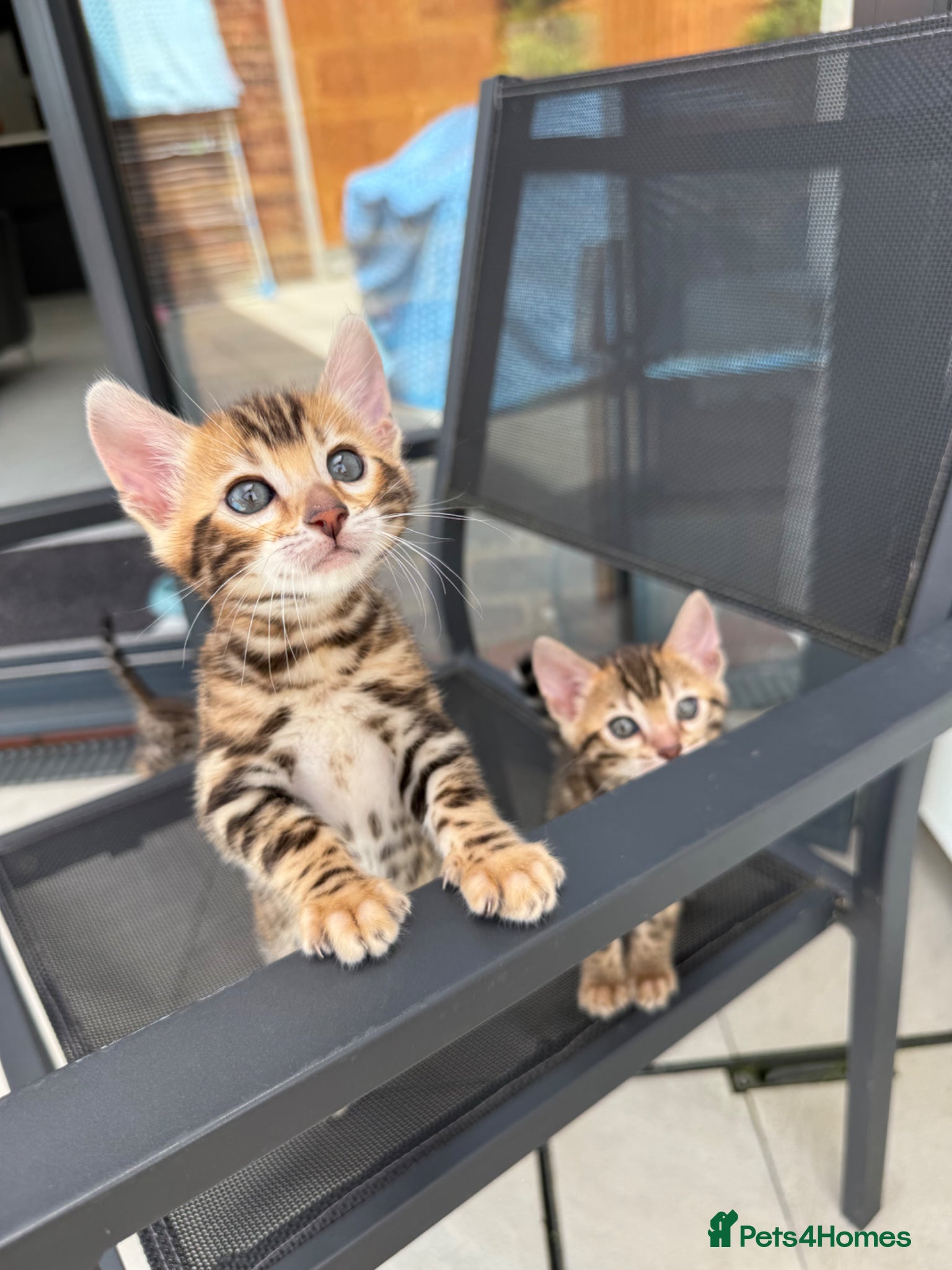 Bengal cats Female left,  TIKA 5th Pedigree bengal kittens  - Advert 15