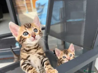 Bengal cats Female left, TIKA 5th Pedigree bengal kittens - Advert 15