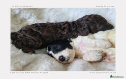 Cockapoo dogs for sale: F1b Toy Cockapoos.Roan & Chocolate.Health Tested. - Image 13