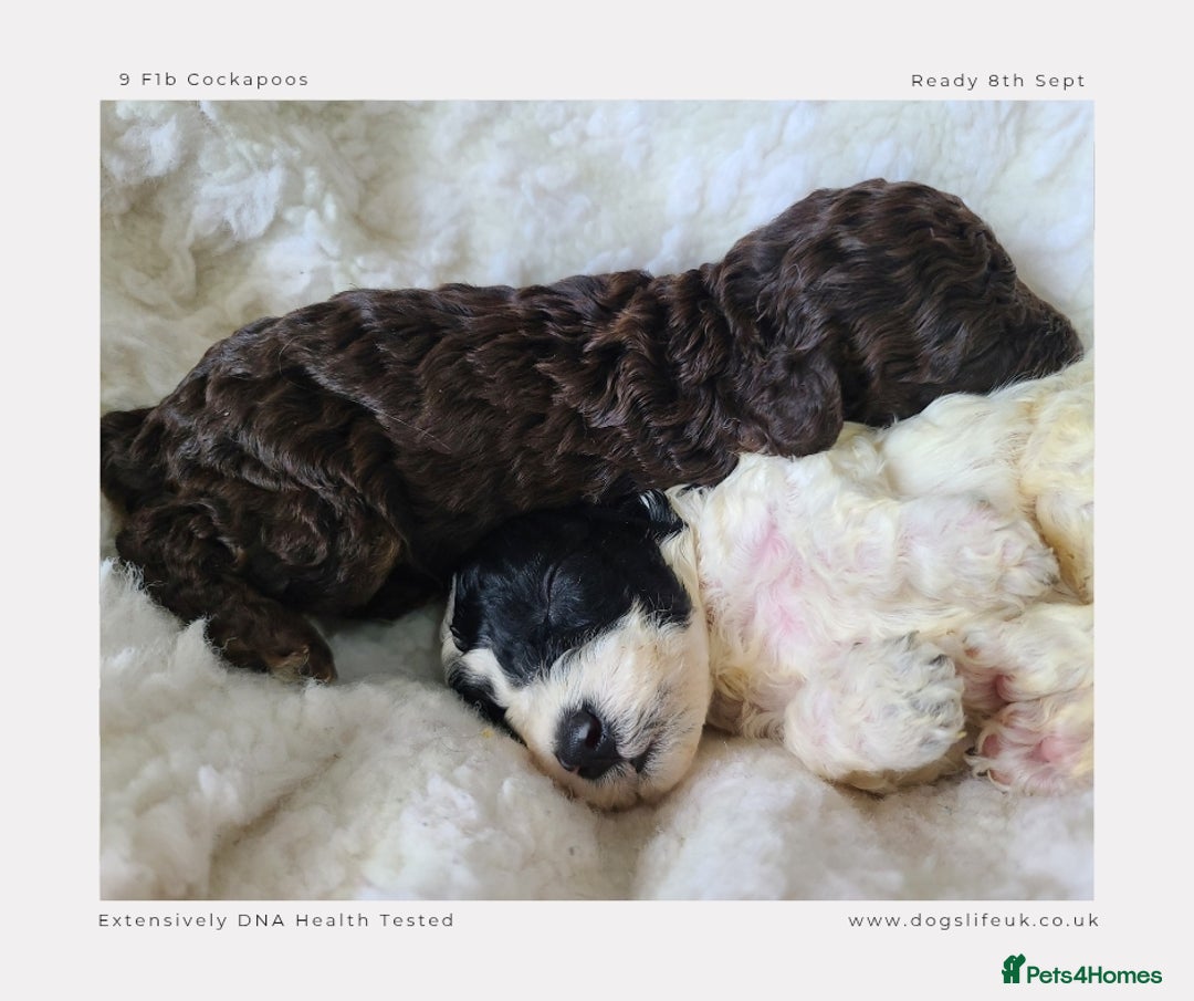 Cockapoo dogs for sale: F1b Toy Cockapoos.Roan & Chocolate.Health Tested. - Image 13