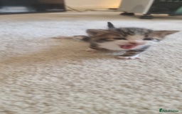 Domestic Shorthair cats for sale: Kittens  - Image 2