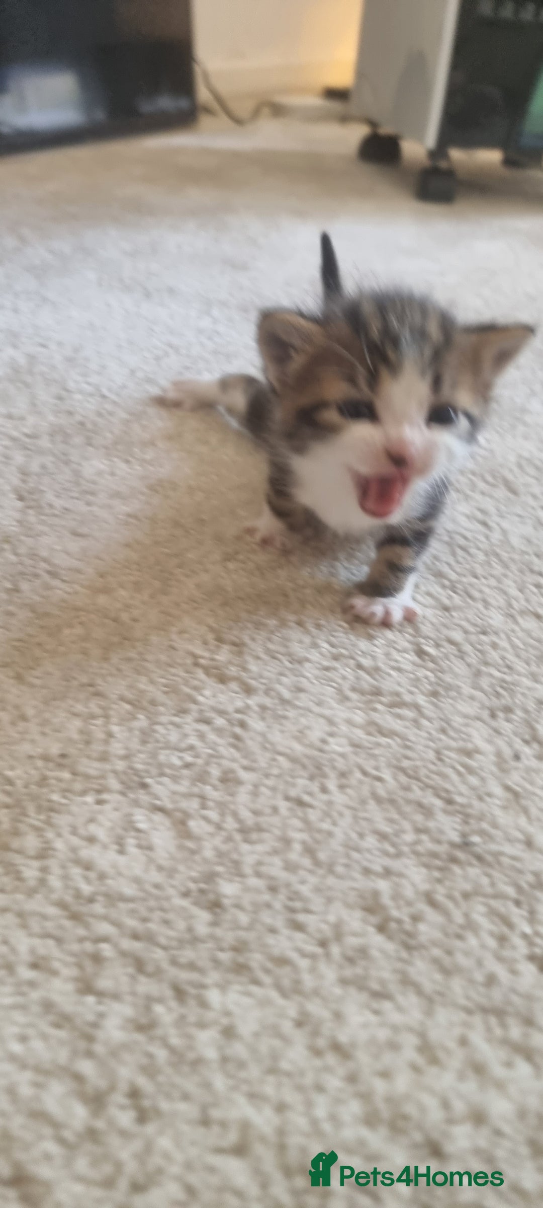 Domestic Shorthair cats for sale: Kittens  - Image 2