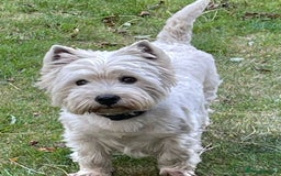 West Highland Terrier dogs for sale: 🤍🐾 Adorable Westie Pups Looking for Homes!🐶🌼 - Image 3