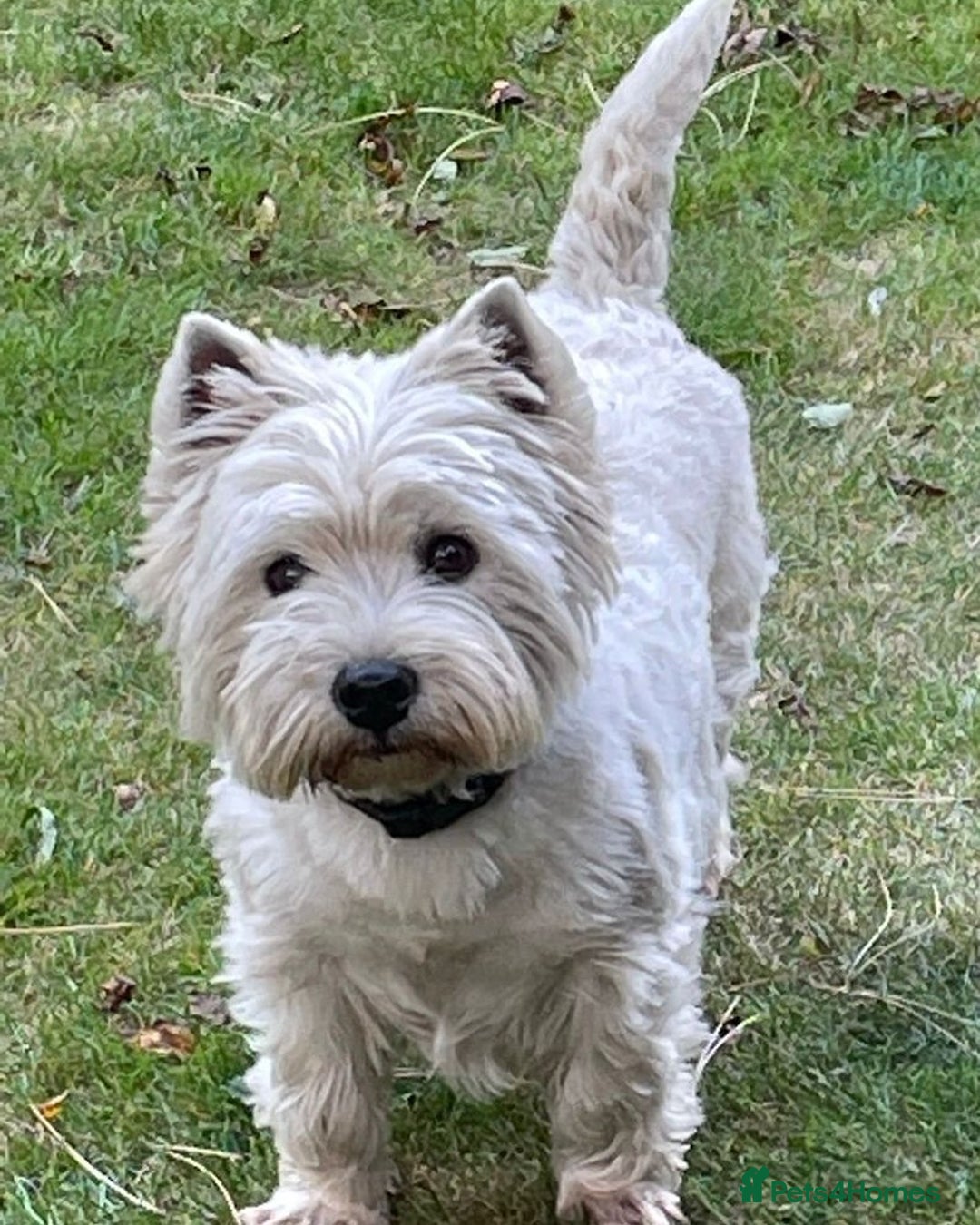 West Highland Terrier dogs for sale: 🤍🐾 Adorable Westie Pups Looking for Homes!🐶🌼 - Image 3