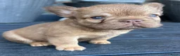 French Bulldog dogs for sale: Fluffy Frenchies  - Advert 10