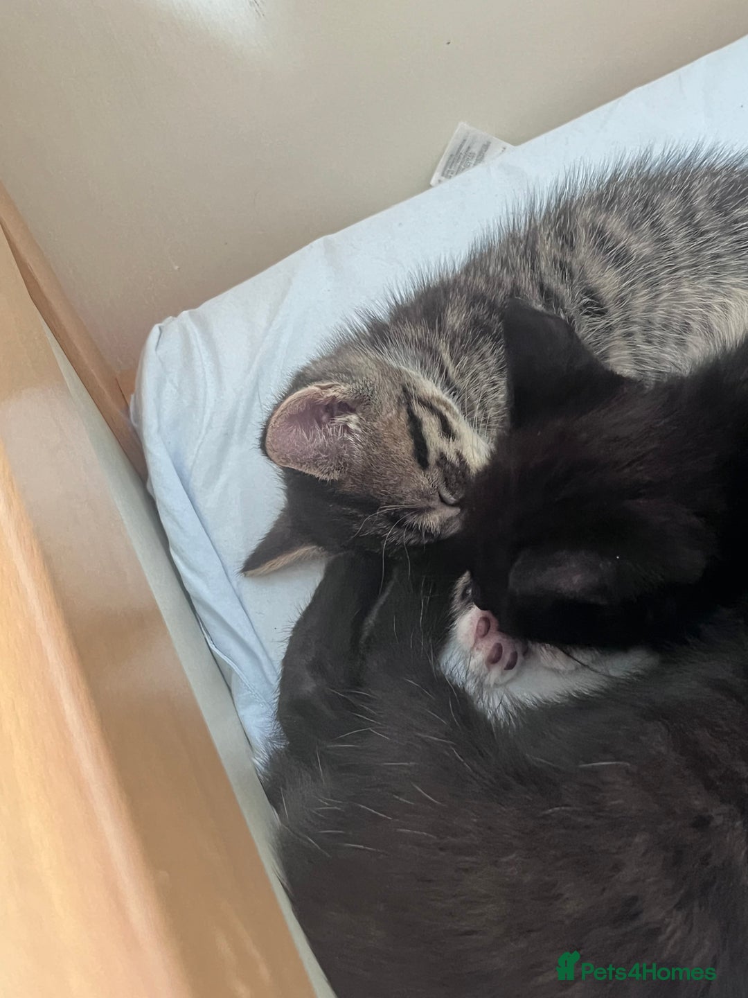 British Shorthair cats for sale: Beautiful boys looking for homes - Image 5