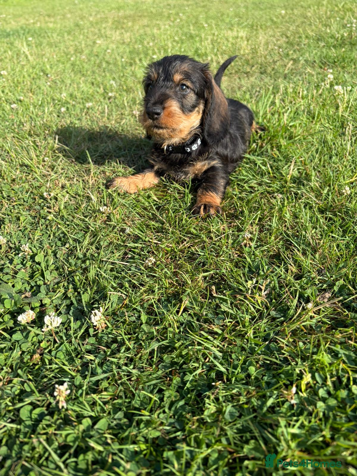 Dachshund dogs wire haired dachshund - Advert 1
