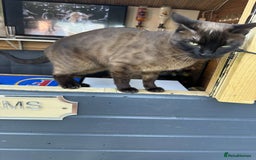 Bengal cats for sale: Female Melanistic Bengal - Image 4