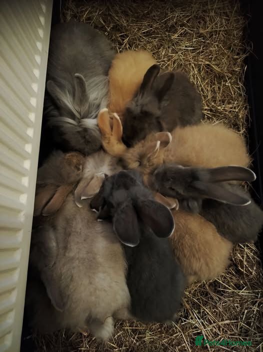 Lionhead rabbits Lionhead rabbits - Advert 12
