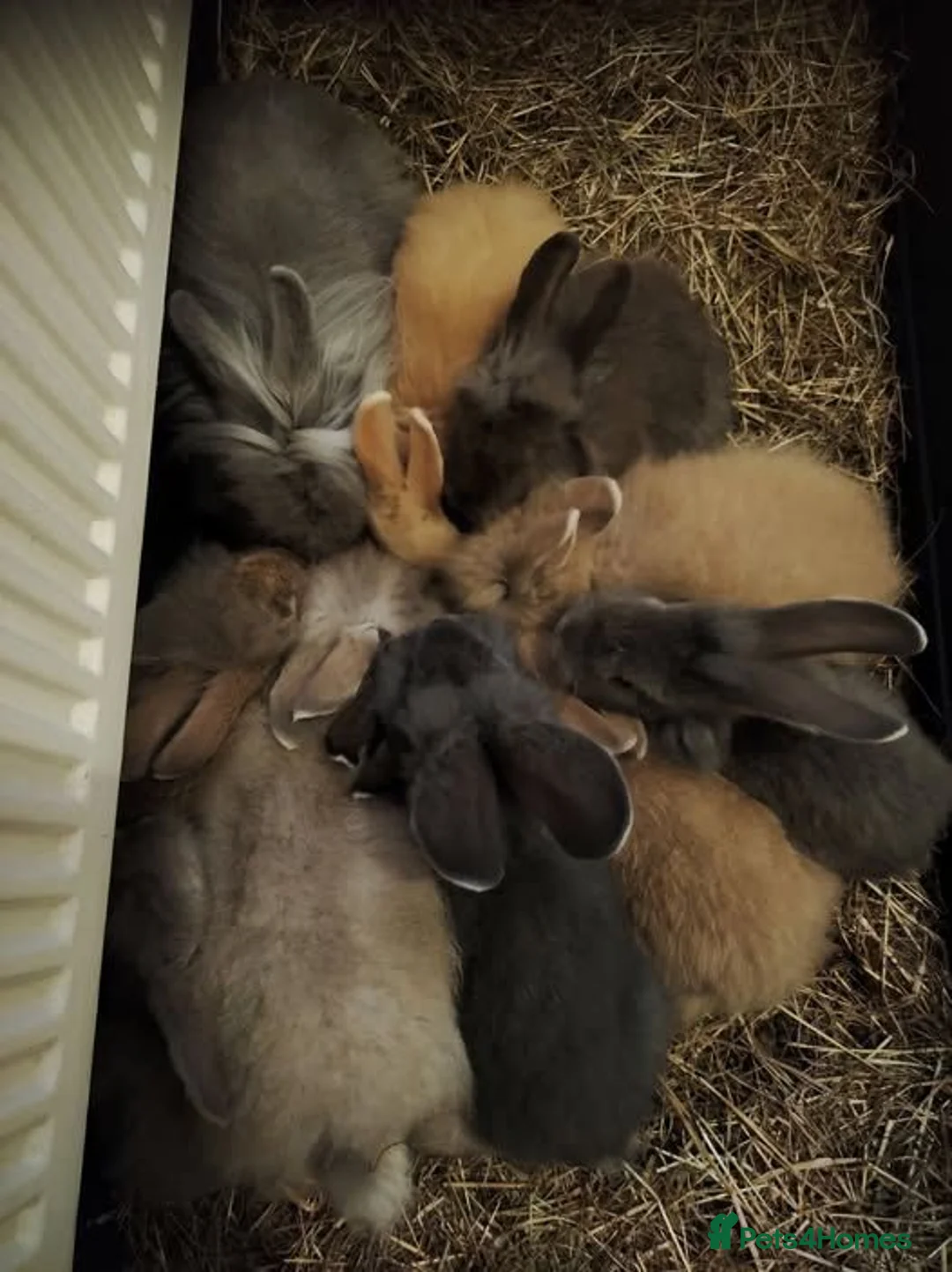 Lionhead rabbits for sale: Lionhead rabbits in Mansfield - Advert 1
