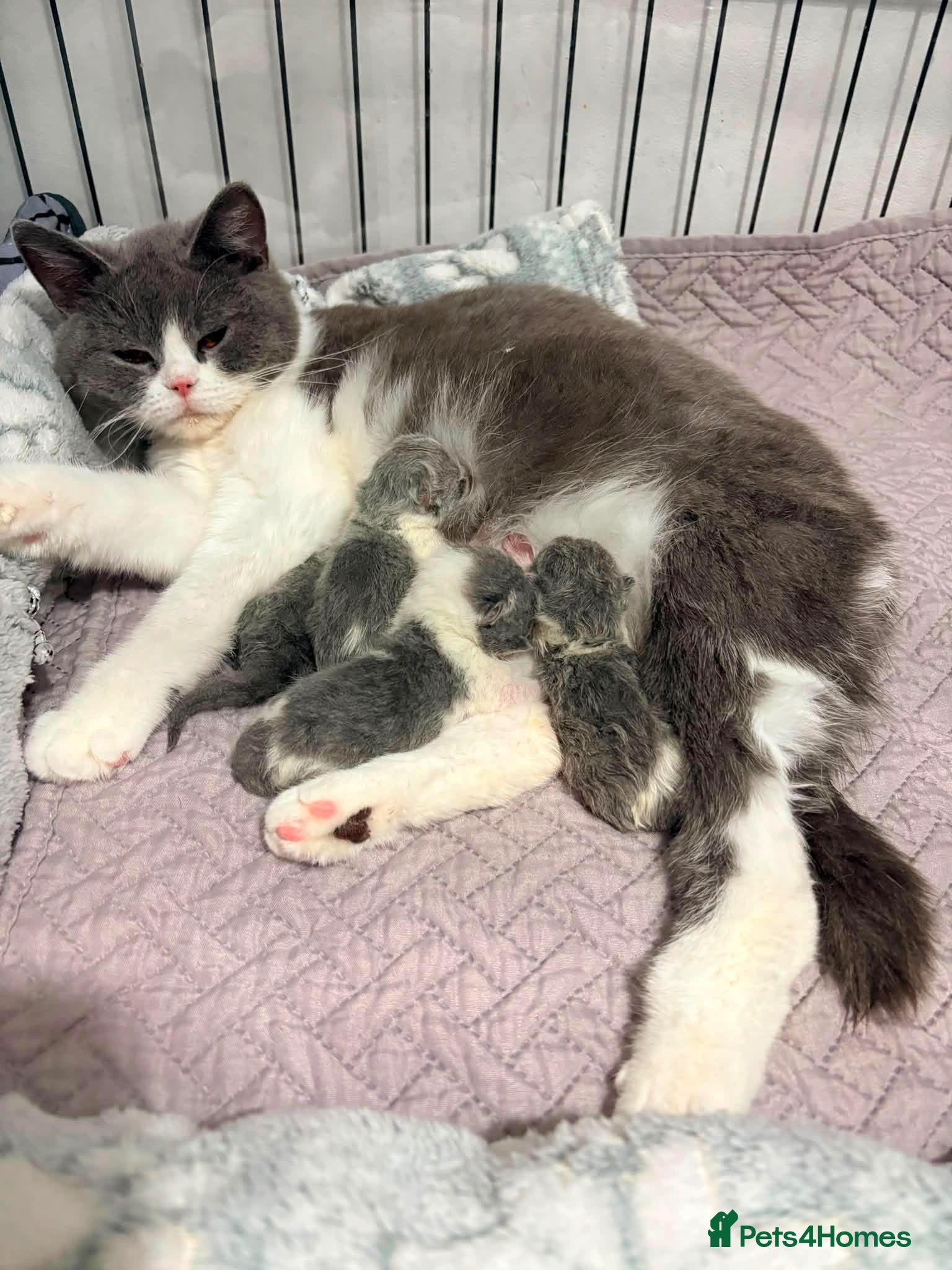 British Shorthair cats CHAMPION BLOODLINE BI-COLOURS - Advert 1