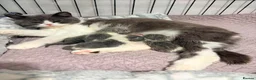 British Shorthair cats for sale: CHAMPION BLOODLINE BI-COLOURS - Advert 1