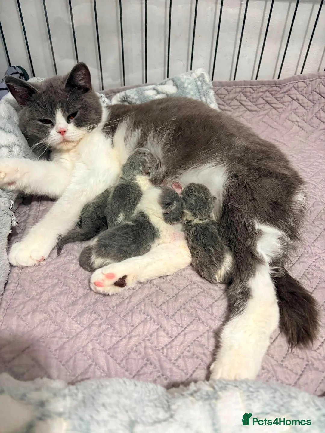 British Shorthair cats for sale: CHAMPION BLOODLINE BI-COLOURS - Advert 1