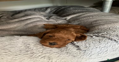 Mixed Breed dogs - Advert 8