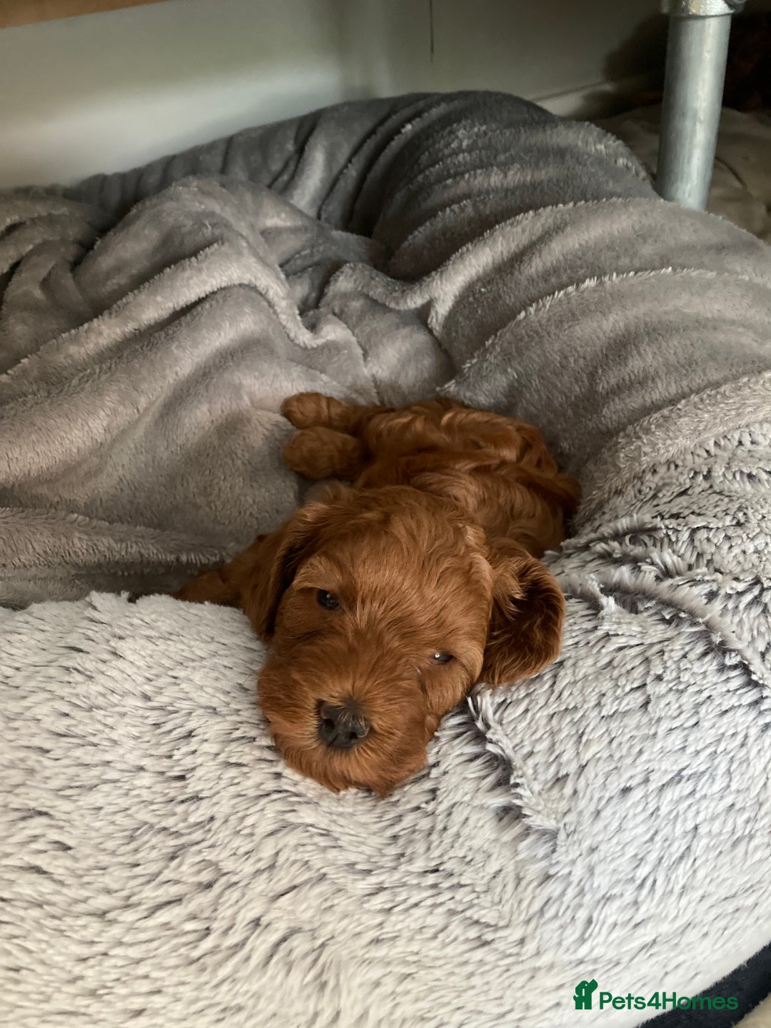 Mixed Breed dogs for sale: COCKAPOO Male and Female fox red  puppies - Image 3