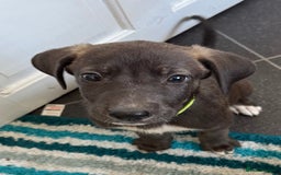 Mixed Breed dogs for sale: Great Dane X German Shepherd’s  - Image 1