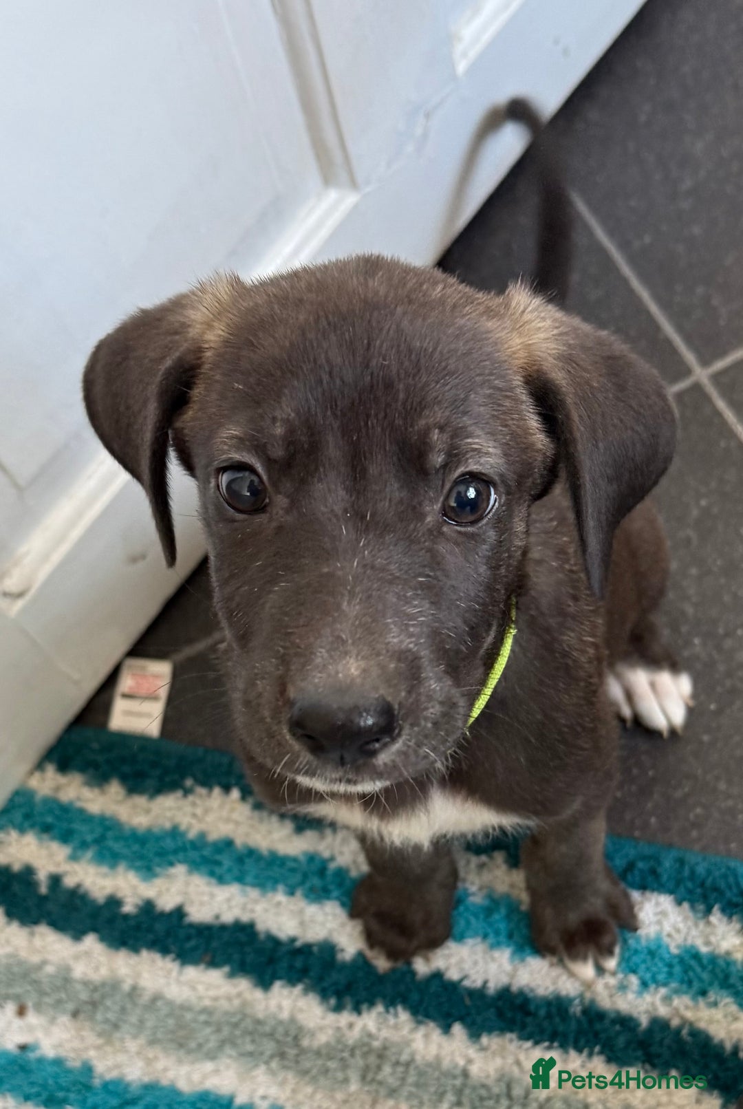 Mixed Breed dogs for sale: Great Dane X German Shepherd’s  - Image 1