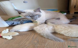 Ragamese cats for sale: 🐾💎Ragdoll X Siamese (Ragamese) Kittens💎🐾 - Image 2