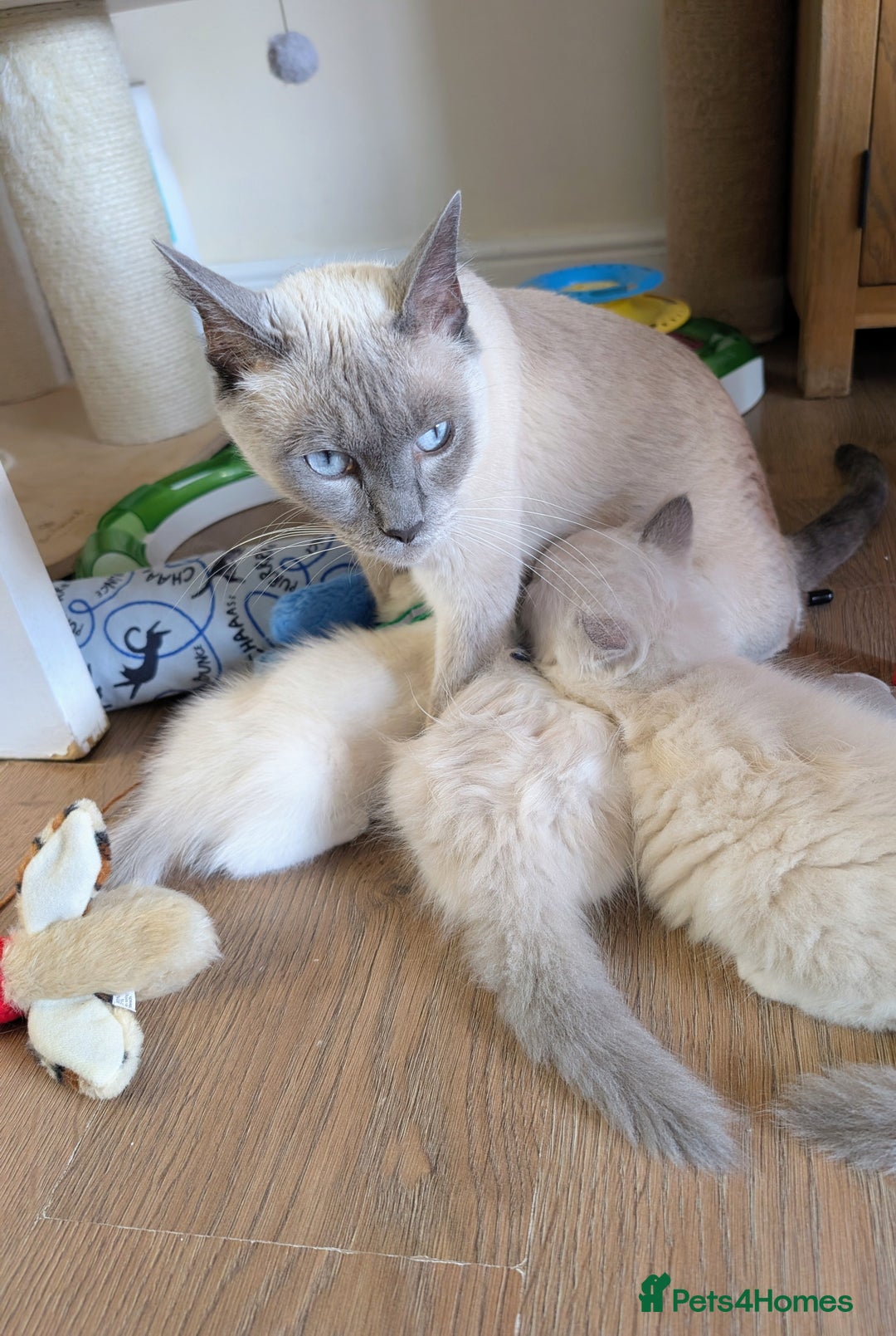 Ragamese cats for sale: 🐾💎Ragdoll X Siamese (Ragamese) Kittens💎🐾 - Image 2