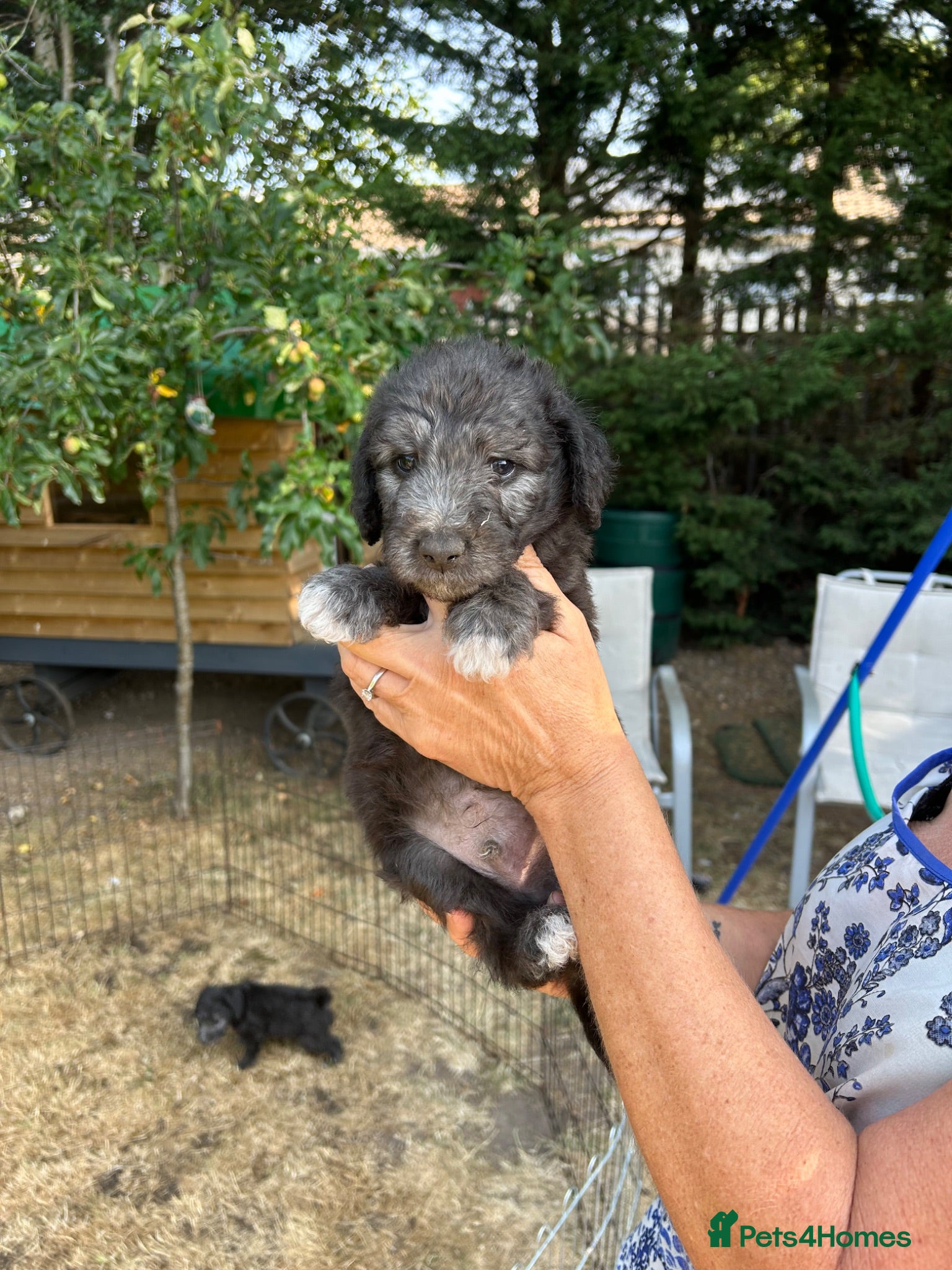 Bedlington Terrier dogs KC registered Bedlington terrier puppies  - Advert 2