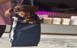Dachshund dogs for sale: Last pup of the litter  - Image 1