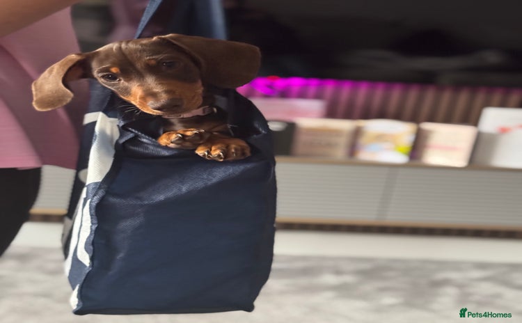 Dachshund dogs - Advert 2